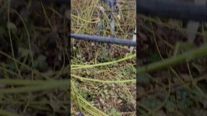 Ежевика Коламбия САНРАЙЗ весенняя обрезка