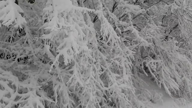 Люблю, когда деревья в снегу. смотреть онлайн