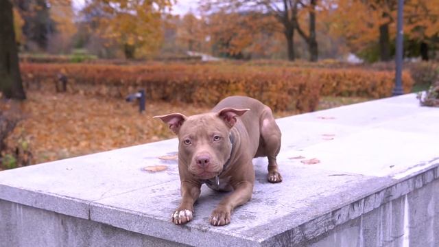 Выбросил айфон и начал снимать видео на кинокамеру? смотреть онлайн