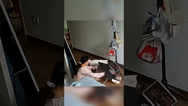 Коты атакуют!))) смотреть онлайн