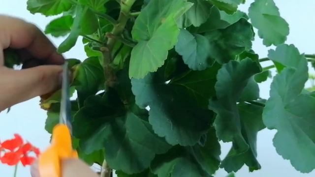geranios como hacer arbolitos CHUYITO JARDINERO смотреть онлайн