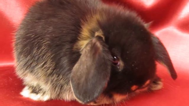 Большой выбор карликовых кроликов в питомнике «Зайкина усадьба». Питомник карликовых кроликов смотреть онлайн