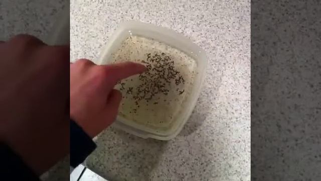 Чудо перец смотреть онлайн