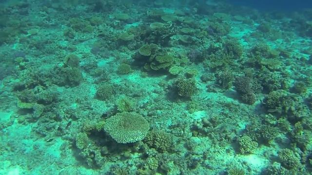 Африка. Тайны Красного моря. смотреть онлайн