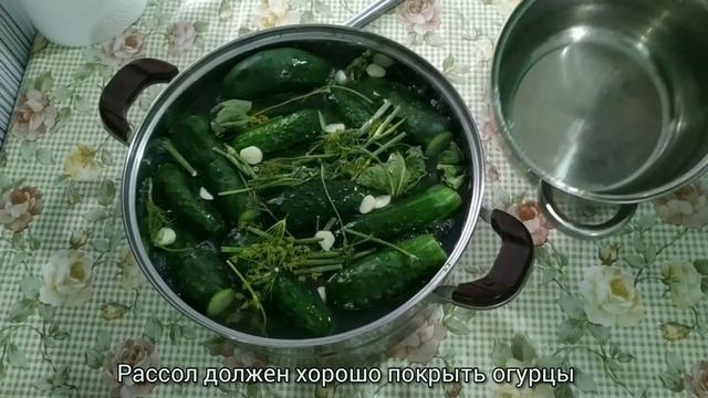 огурцы бочковые смотреть онлайн