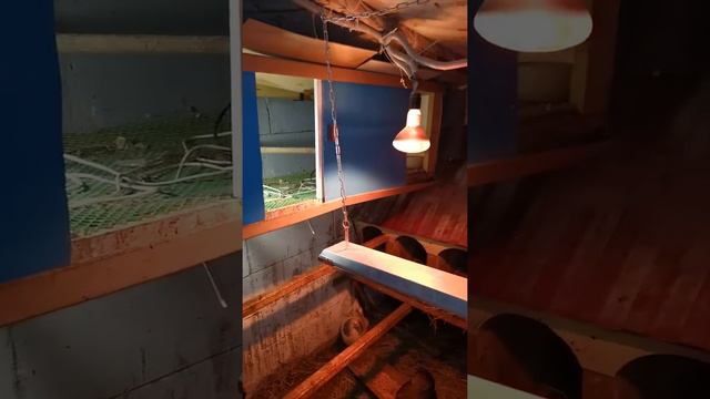 Наседки зимой смотреть онлайн