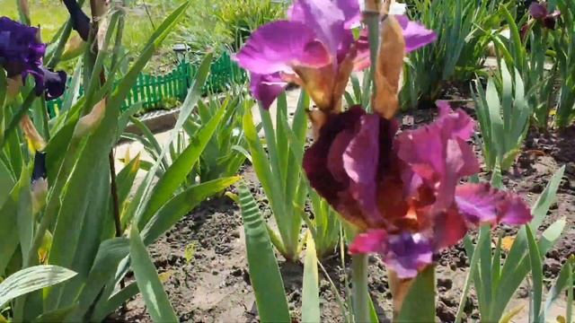 Июнь пора цветения Ирисов