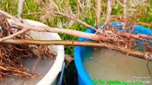 Посадка плодовых деревьев при близком залегании грунтовых вод. Обрезка молодых саженцев.ЛИЧНЫЙ ОПЫТ