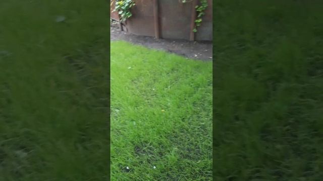 Сколько дней растёт ГАЗОН. Когда косить ГАЗОН . Какой ГАЗОН через две недели после посадки смотреть онлайн