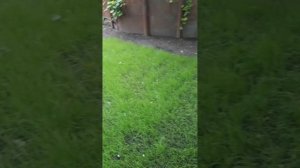 Сколько дней растёт ГАЗОН. Когда косить ГАЗОН . Какой ГАЗОН через две недели после посадки