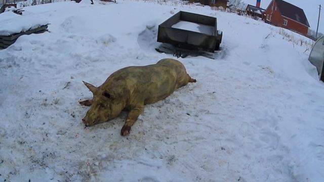 ‼️Свиноводство не гламурный контент ‼️Кушаем не полезную еду смотреть онлайн