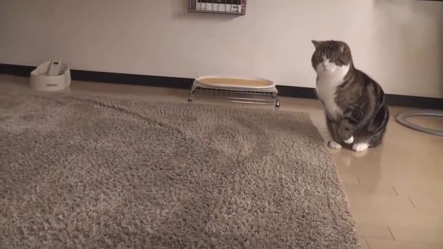 Кот-оперный певец. смотреть онлайн