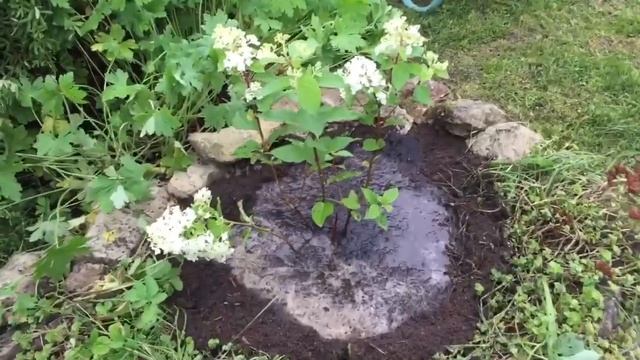 Новинки гортензии Шугар Раш и Самарская Лидия. Посадка. смотреть онлайн