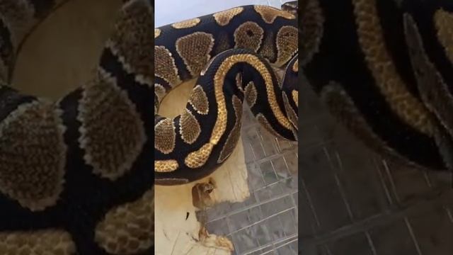 Норман наконец-то полинял. / королевский питон. смотреть онлайн