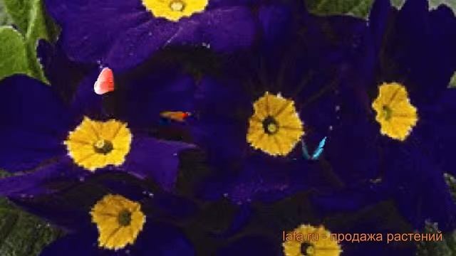 Примула обыкновенный Блю ? обыкновенный примула Блю обзор: как сажать, семена примулы Блю смотреть онлайн
