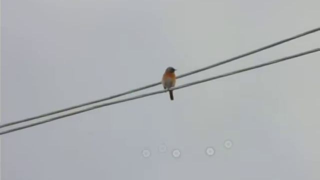 Поёт мухоловка смотреть онлайн