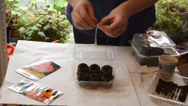 Посев примулы: как сеять примулу, стратификация примулы смотреть онлайн