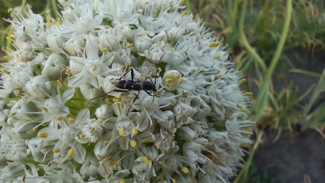 Майский жук Божья коровка Сколия-Гигант Осы Шмели смотреть онлайн