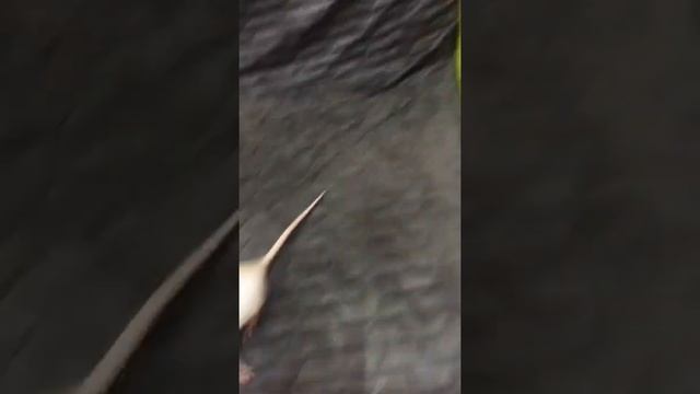 Крыса беременна! Самец Оливер и самка Бэлла! Что нас ждёт?) смотреть онлайн