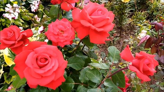 РОЗЫ В АВГУСТЕ. ЗАЦВЕЛИ ДАЖЕ ТЕ, КОТОРЫЕ ЦВЕТУТ ОДНОКРАТНО смотреть онлайн