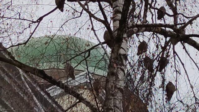 Совы в городе. смотреть онлайн