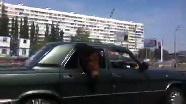 Лошадь в машине смотреть онлайн
