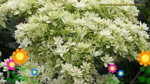 Гортензия древовидная Дабл Анабель. Краткий обзор, описание характеристик, где купить саженцы