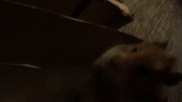 Going threw a cardboard maze, almost смотреть онлайн