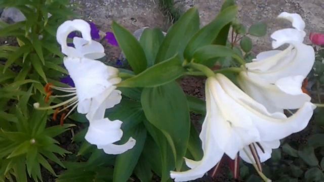 Лилия восточная "Касабланка" (CASA BLANCA). Июль 2022 год. смотреть онлайн