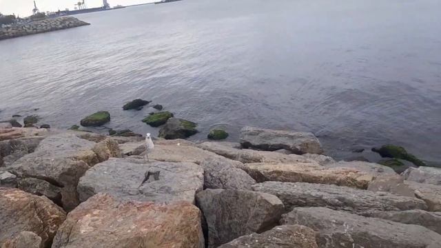 Балат. Наглые чайки Стамбула смотреть онлайн