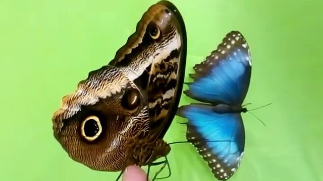 Калиго атрей (Caligo atreus)-02 смотреть онлайн