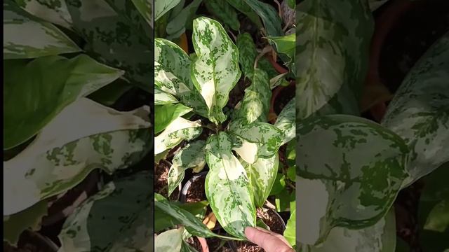 Aglaonema (uh·glay·ow·nee·muh) classic evergreens with names | Black Gardener смотреть онлайн