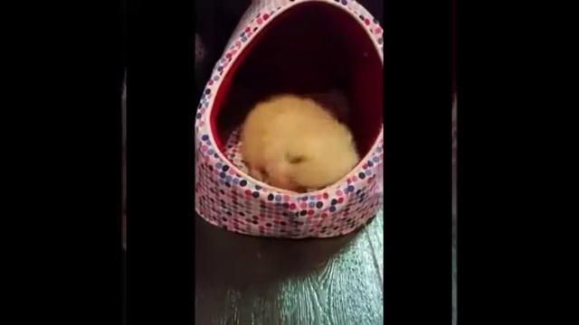 Микро шпиц беби фэйс.Шпиц из тайланда смотреть онлайн