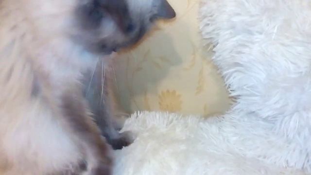 Гималайская кошка играет с бантиком смотреть онлайн