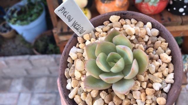 12 SUCULENTAS NOVATAS E LINDAS No Meu JARDIM