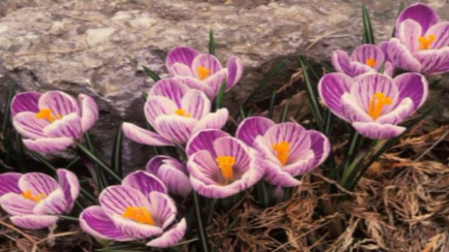 Весна пришла смотреть онлайн