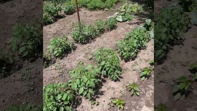Огурчики на месте. смотреть онлайн