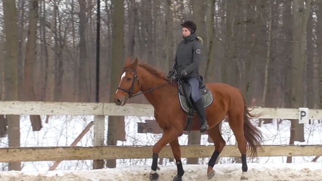 Нога облегчения на рыси. Под какую ногу нужно вставать на строевой рыси. смотреть онлайн