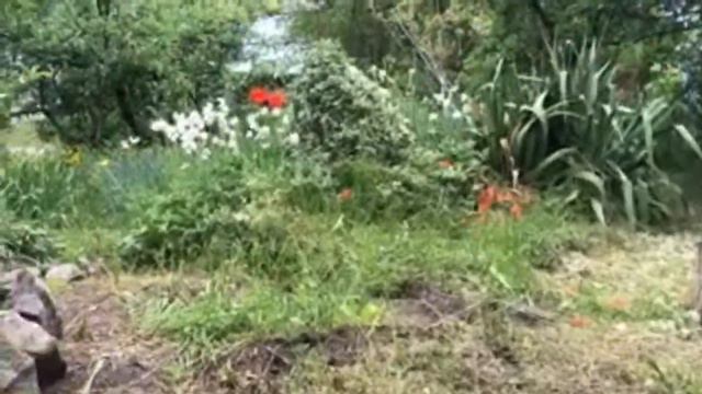 Мопс. Трансляция мопса. Мопс на прогулке смотреть онлайн