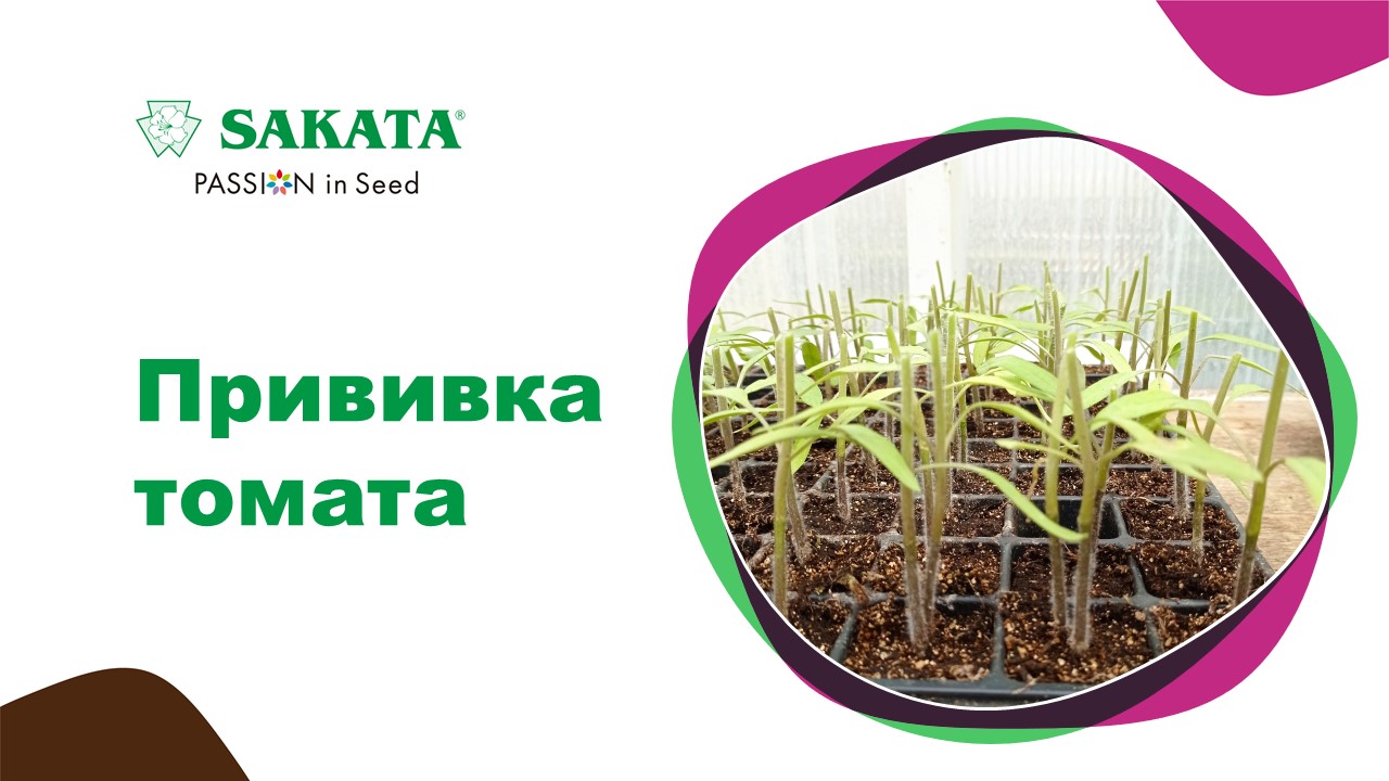 Прививка томатов #томатнапрививках #прививкатоматовнаподвой