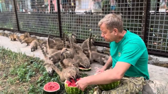 МОРЕ ПОЗИТИВА! Есть завтрак У ТИФФАНИ, а Олег Зубков завтракает с НОСУХАМИ! смотреть онлайн