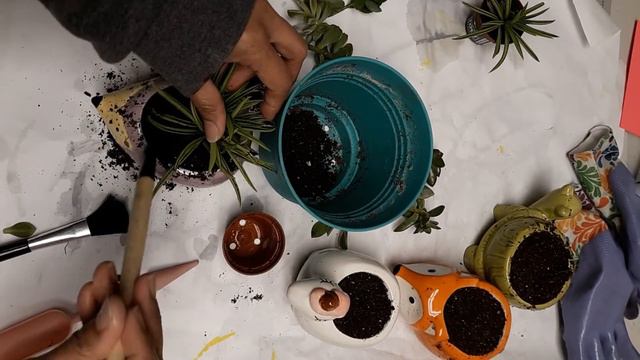 How to make a cute succulent arrangement using tiny ceramic pots. смотреть онлайн