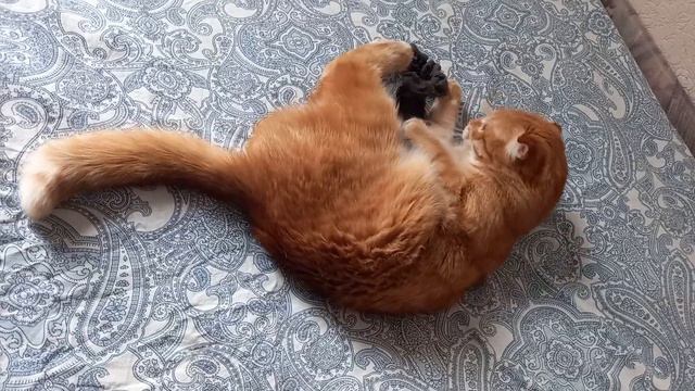 Мышей не завезли – Кузе приходится играть с тем, что плохо лежит 😺 смотреть онлайн