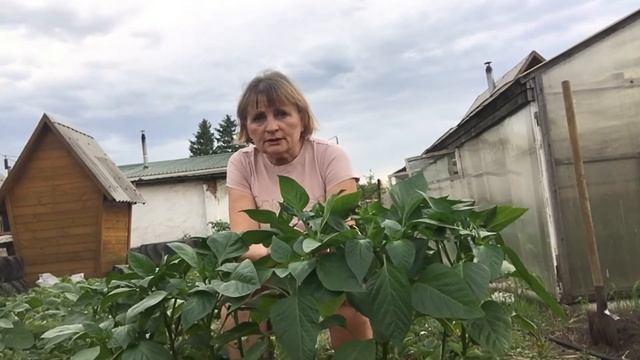 ВЫСАДКА ПЕРЦА В ОТКРЫТЫЙ ГРУНТ смотреть онлайн