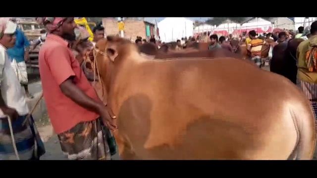 today latest update of Goat Farm/milking goats/Hafiz Goat Farm Luddan смотреть онлайн