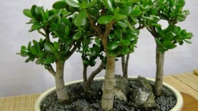 ТОЛСТЯНКА ИЛИ ДЕНЕЖНОЕ ДЕРЕВО смотреть онлайн