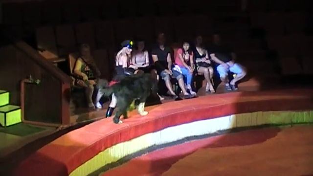 «Дрессированные кавказские овчарки» www.ukrcircus.com смотреть онлайн