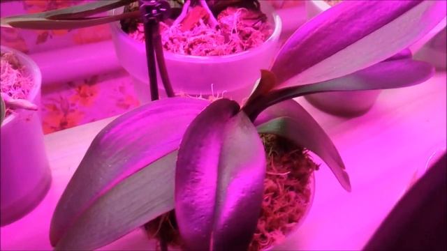 Какое освещение лучше для моих орхидей растить цветоносы)))) смотреть онлайн