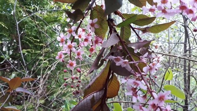 Краснолистная черёмуха - украшение Вашего сада! смотреть онлайн