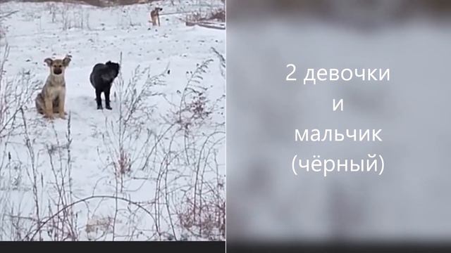 Возьмите щенка смотреть онлайн